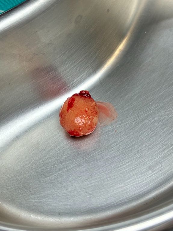 Cálculos urinarios Perros Costa Rica