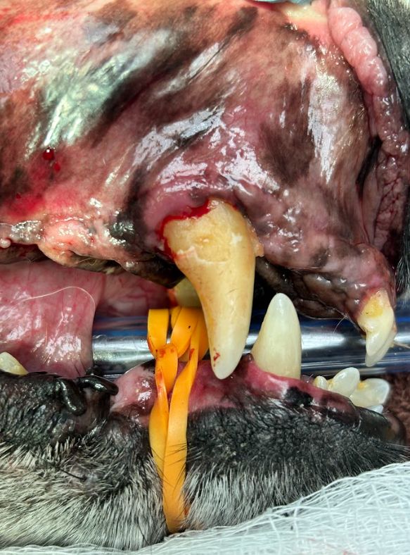 Odontologia corrección de fístulas orina sales Costa Rica 1 Odontologia corrección de fístulas orina sales Costa Rica 3
