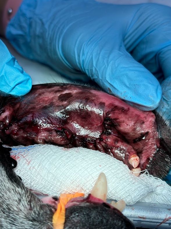 Odontologia corrección de fístulas orina sales Costa Rica 2 Odontologia corrección de fístulas orina sales Costa Rica 3