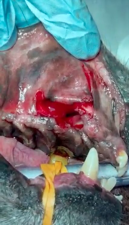 Odontologia corrección de fístulas orina sales Costa Rica 3 Odontologia corrección de fístulas orina sales Costa Rica 3